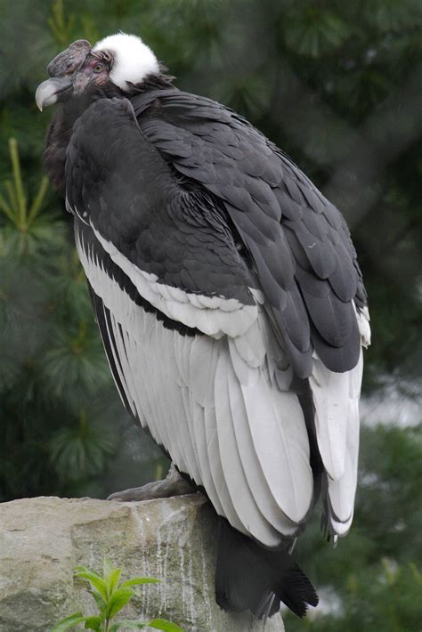 Cóndor de los andes peruanos (Vultur gryphus)