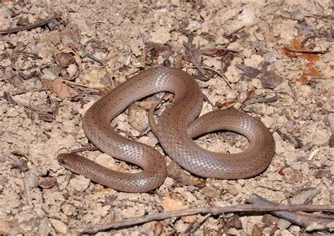 Life on The Edge: Earthsnakes around Earth Day