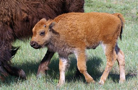 Yellowstone bison calf | Animals, Yellowstone, Favorite places