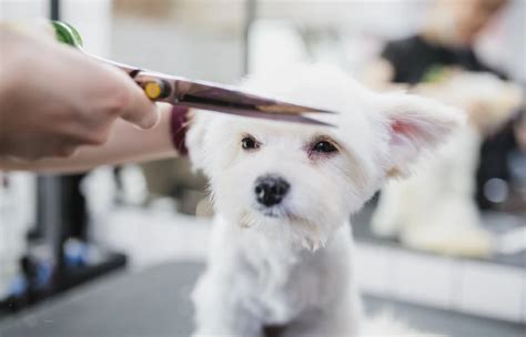 How to Groom a Maltese: 10 Vet-Approved Tips – Dogster