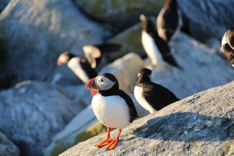 The secret travelling life of the Atlantic puffin | CBC News