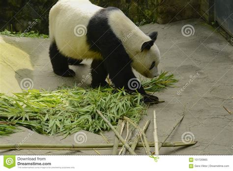 Panda Conservation Area, Chengdu Stock Image - Image of endangered ...