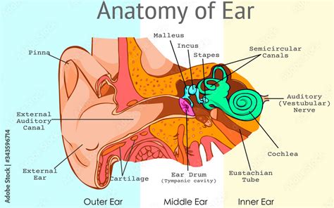 Human Ear Anatomy Ears Inner Structure Medical Education Chart Of Biologyhuman Ear In Medical ...