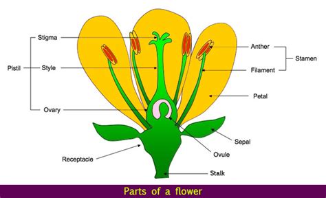 Parts of a Flower | Flower Structure | Science Lessons