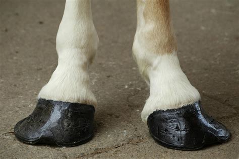 Club Foot in Horses - Symptoms, Causes, Diagnosis, Treatment, Recovery ...