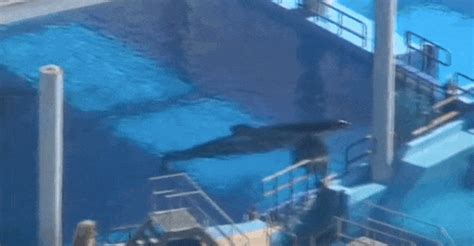 Ecstatic Wild Orca Family Shows Why Whales Don't Belong In Tanks