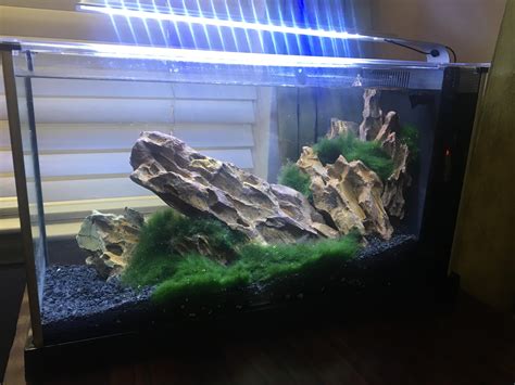 I also setup my first shrimp tank this weekend - lowtech Fluval Spec V with Dragon Stone ...