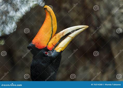 Bird,Great Hornbill, Great Indian Hornbill Stock Photo - Image of brown, green: 76314288