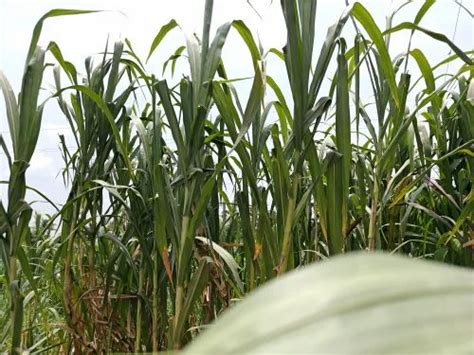 Natural Elephant Grass Seeds, For Agriculture at Rs 1100/kg in Prakasam ...