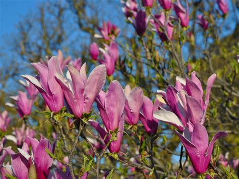 Magnolia liliiflora (Lily Magnolia) - World of Flowering Plants