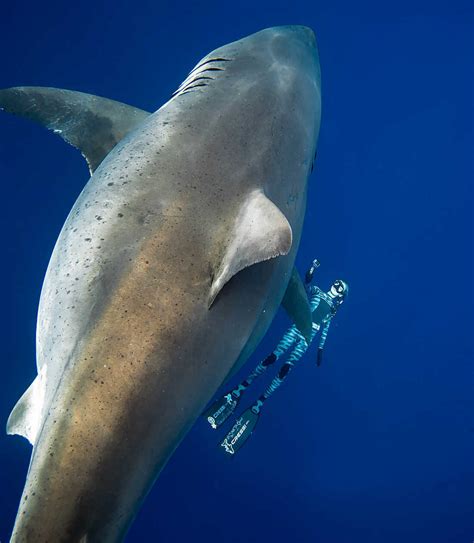 Video: Giant Great White Shark Frolics With Divers : NPR