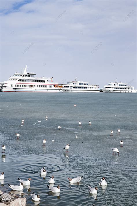 Photograph Of Birds In Qinghai Lake Background And Picture For Free Download - Pngtree