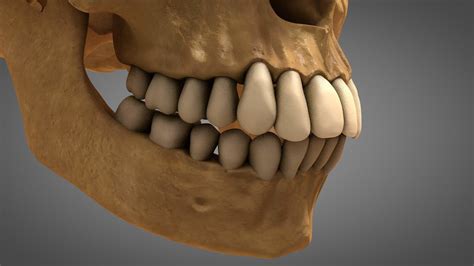 Anatomical human skull teeth 3D model - TurboSquid 1407871