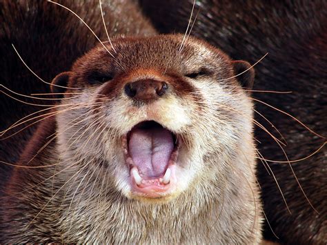 Singing Otter — The Daily Otter