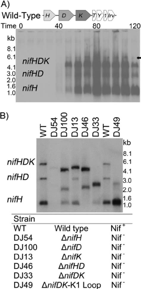 (A) Northern blot hybridization analysis of total RNA isolated from... | Download Scientific Diagram