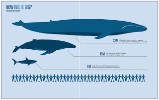 Pix For > Blue Whale Size Comparison | Blue whale, Blue whale size ...