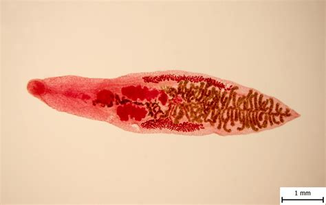 Dicrocoelium sp. – ATLAS PARAZITOV