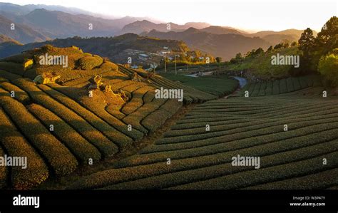 Oolong Tea Plantation, Alishan, Taiwan Stock Photo - Alamy