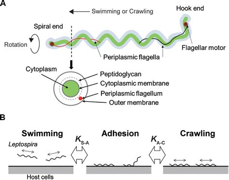 Frontiers | Crawling Motility on the Host Tissue Surfaces Is Associated With the Pathogenicity ...