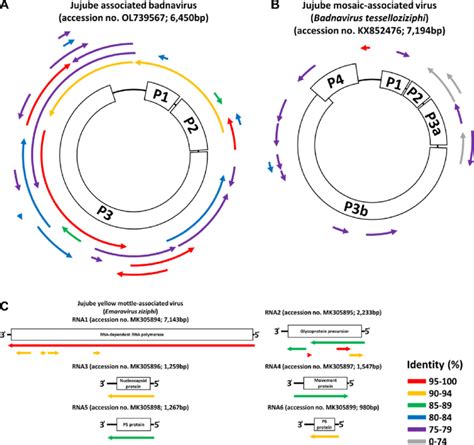 Schematic overview of the alignment of contigs with NCBI reference... | Download Scientific Diagram