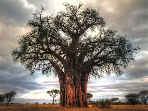 This Baobab Tree is One Thousand Years Old (give or take) - Anne ...