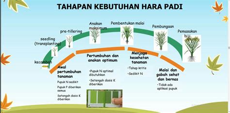 Pemupukan Berimbang Tingkatkan Produktivitas Pertanian - MONITOR