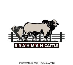 Brahman Cattle Breeds Logo Silhouette Great Stock Vector (Royalty Free ...