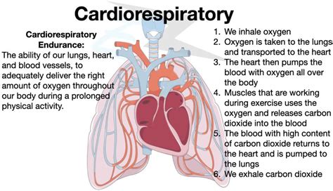 Learn How To Create Your Cardiorespiratory Endurance Workout Program