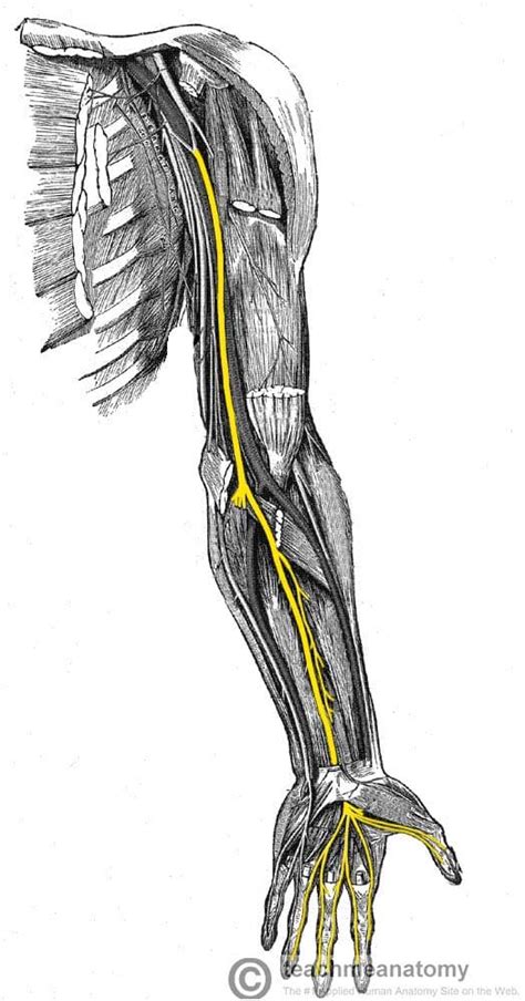 The Median Nerve - Course - Motor - Sensory - TeachMeAnatomy