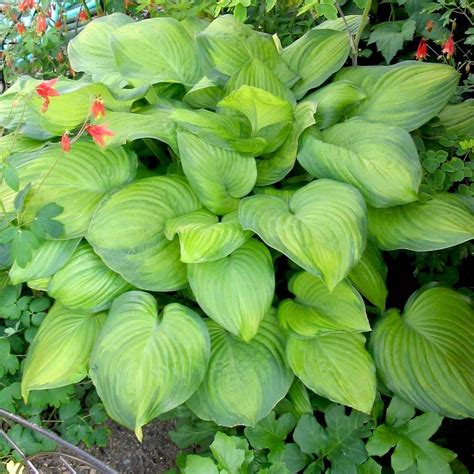 Hosta 'Guacamole' Plantain Lily from Sandy's Plants