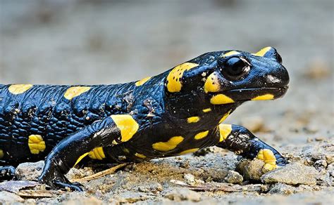 Fire Salamander | The Animal Facts | Appearance, Diet, Habitat, Behavior