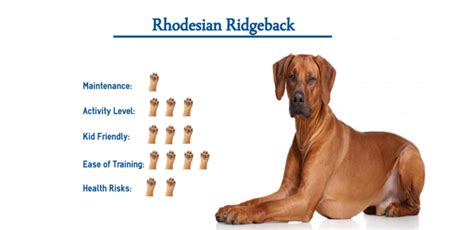 Rhodesian Ridgeback Dog Breed… Everything You Need to Know at a Glance!