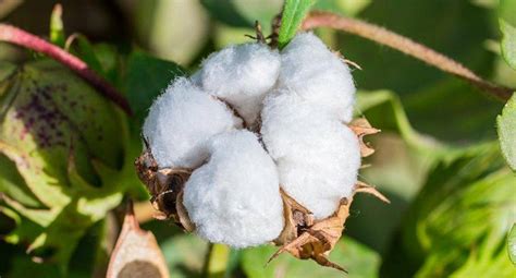 Cotton farmers receive recommendation from KVKs, Agriculture ...