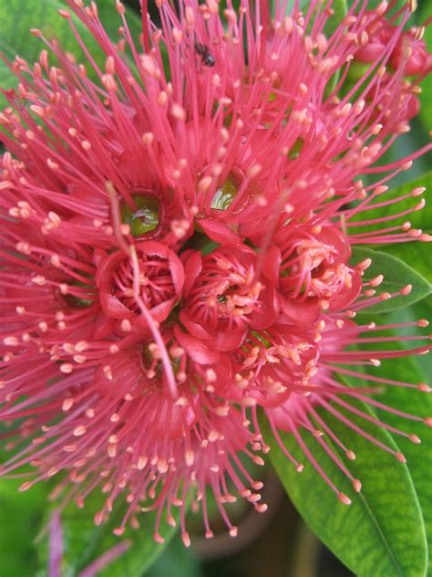 so called Rambutan flower ... | Flickr - Photo Sharing!