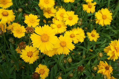 Coreopsis lanceolata | Piedmont Master Gardeners