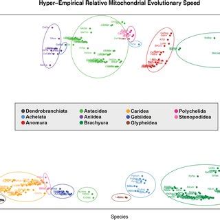 HERMES index across Decapoda. Species are listed horizontally by... | Download Scientific Diagram