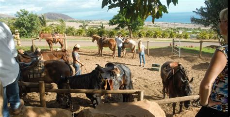 Maui Horseback Riding - Maui Vacation Rentals