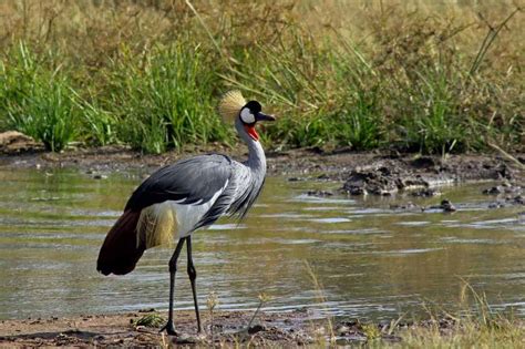 Grey Crowned Crane | Focusing on Wildlife