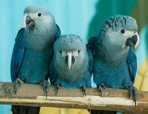 Dozens of last blue macaws to be reintroduced to Brazil