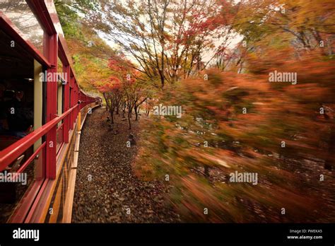 Sagano Scenic Railway, Sagano Romantic train, sightseeing ride along Hozukyo Ravine in autumn ...