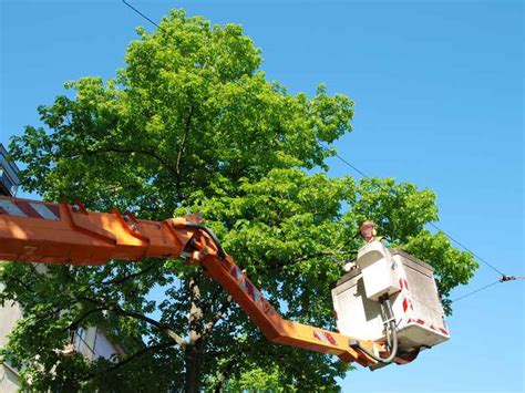 Tree Shaping | Tree Service Near Me