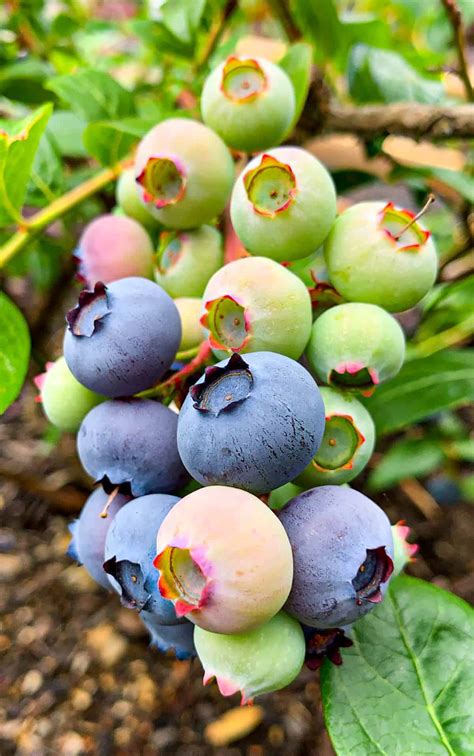 How to Tell Blueberries Are Ripe and How to Harvest - Dirt and Dough