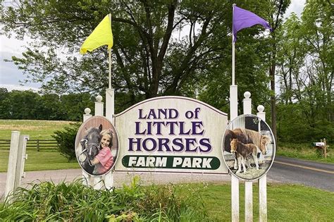 Land of Little Horses Farm Park: Interactive Park With Mini Horses