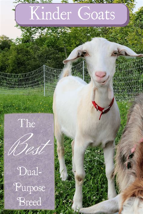 A Great Dual-Purpose Breed: Kinder Goats! - Queen Bee Homestead