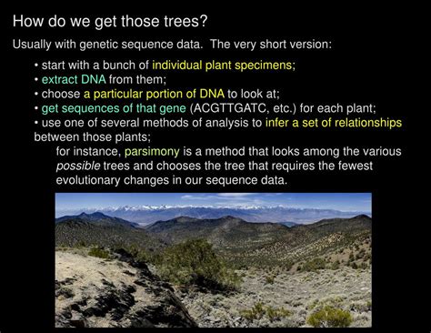 PPT - Why do names change? Examples from Brassicaceae PowerPoint ...