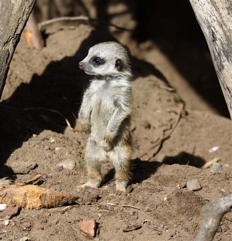 Meerkat Baby Cute - Free photo on Pixabay - Pixabay