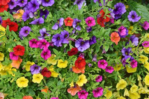 8 Gorgeous Petunia Varieties For All Color Schemes And Occasions