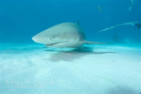 Lemon shark, Negaprion brevirostris, Bahamas, #10802