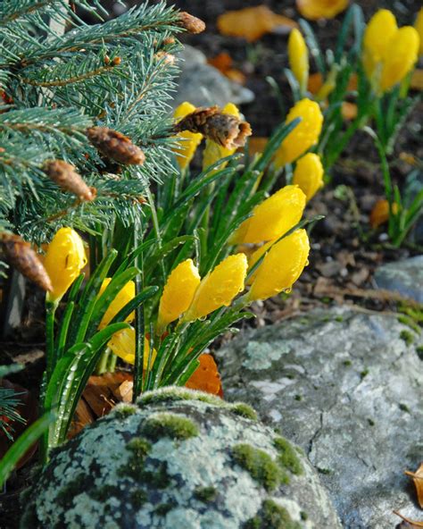 Sternbergia lutea bulbs — Buy 'Winter Daffodils' online at Farmer Gracy UK