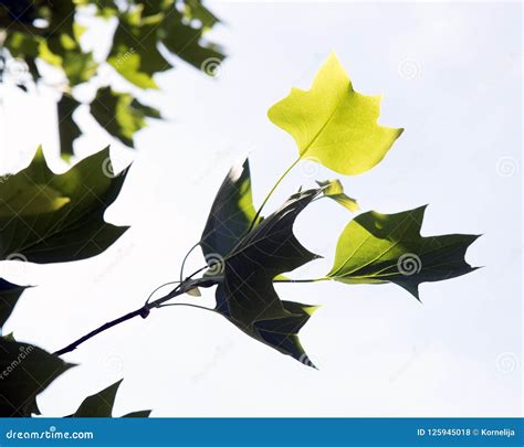 Tulip tree leaves stock photo. Image of bloom, spring - 125945018